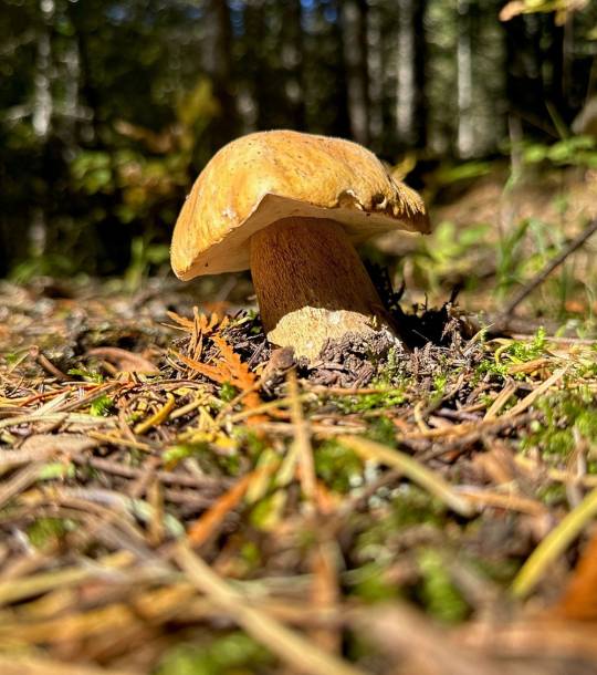 Sanguine-Mushroom